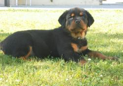 SAMSUNG DIGITAL CAMERA Le Monde Des Rottweilers | SAMSUNG DIGITAL CAMERA