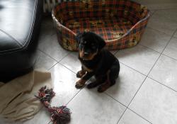 SAMSUNG DIGITAL CAMERA Le Monde Des Rottweilers | SAMSUNG DIGITAL CAMERA