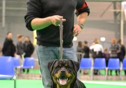 1941416 296162887198325 1564017845 o Le Monde Des Rottweilers | 1941416 296162887198325 1564017845 o