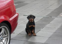 SAMSUNG DIGITAL CAMERA Le Monde Des Rottweilers | SAMSUNG DIGITAL CAMERA