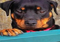 Photo0165 Le Monde Des Rottweilers | Photo0165