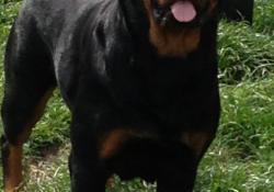 Foxy 26 mois Le Monde Des Rottweilers | Foxy 26 mois