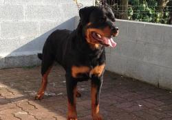 Horus 7 mois 2 Le Monde Des Rottweilers | Horus 7 mois 2