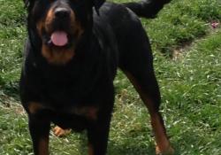 IMG 0911 Le Monde Des Rottweilers | IMG 0911